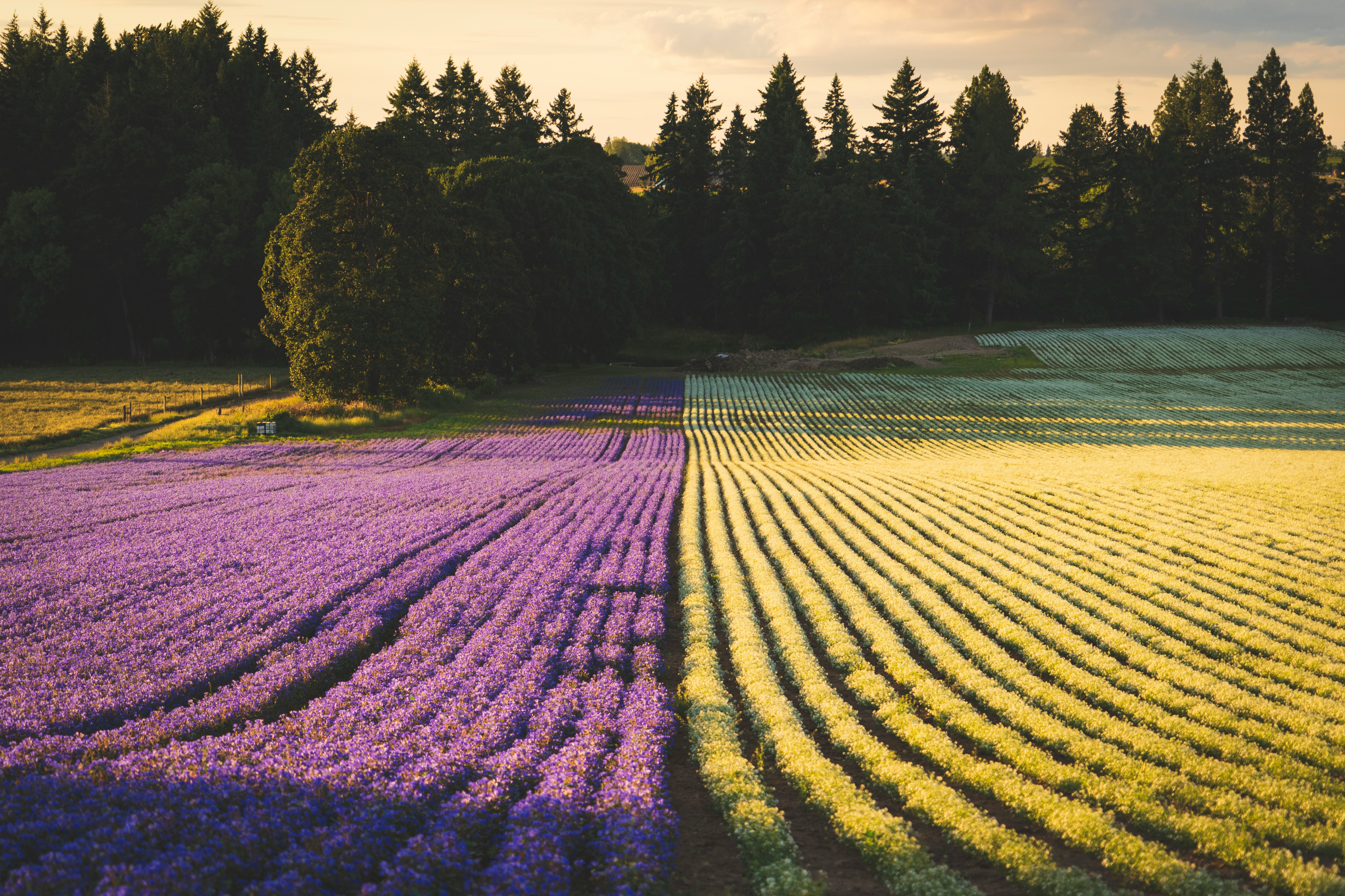 yellow and purple flower field